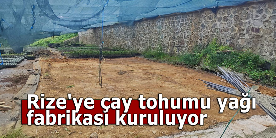 Rize'ye çay tohumu yağı fabrikası kuruluyor