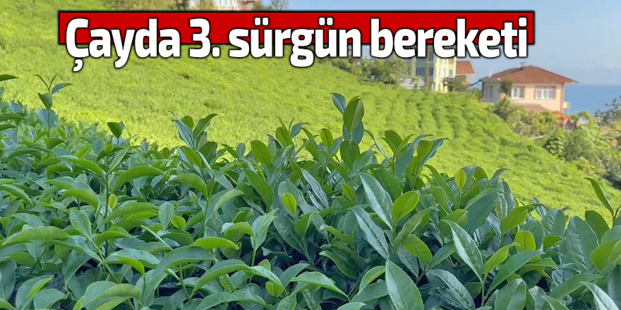 Çayda 3. sürgün bereketi