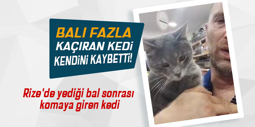 Balı fazla kaçıran kedi kendinden geçti