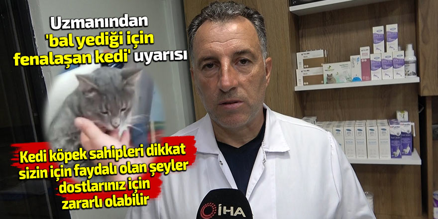 Uzmanından, 'bal yediği için fenalaşan kedi' uyarısı