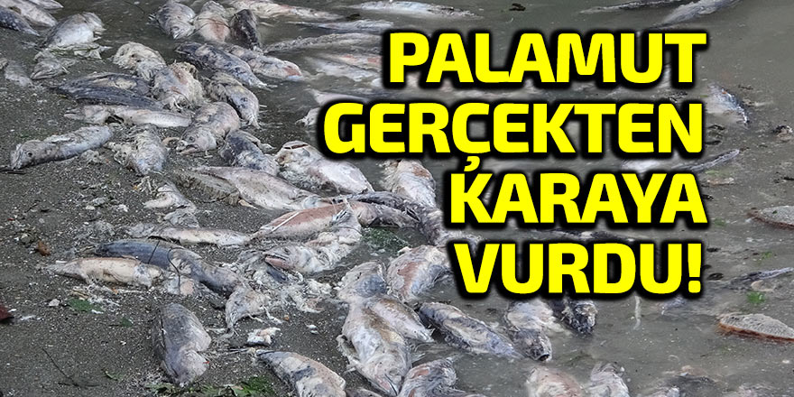 PALAMUT GERÇEKTEN KARAYA VURDU!