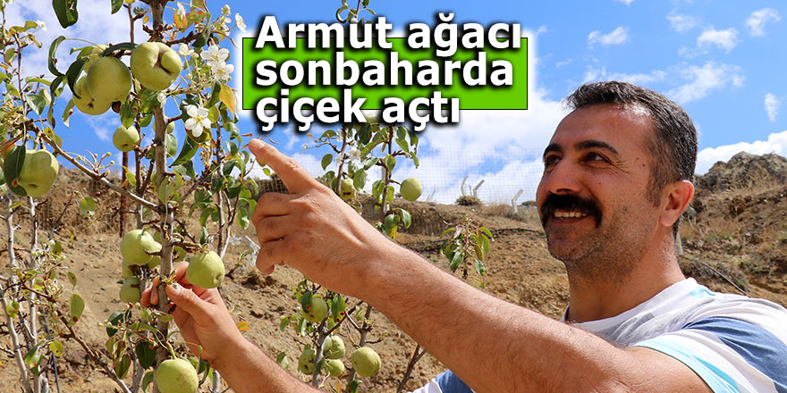 Armut ağacı sonbaharda çiçek açtı