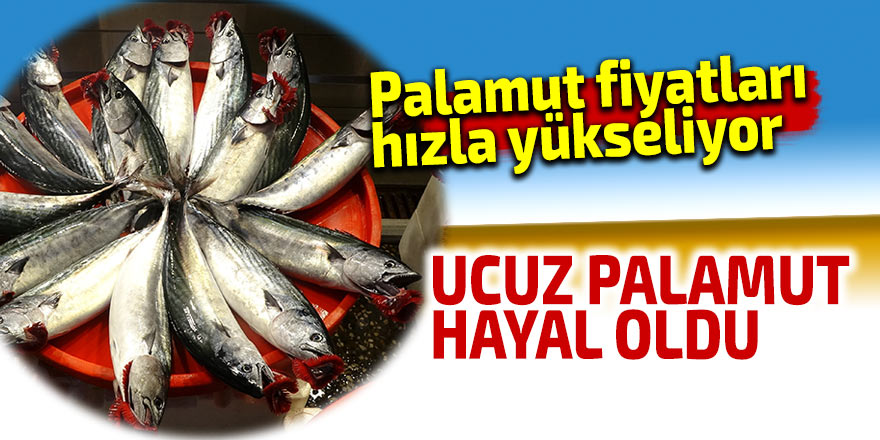 Palamut fiyatları hızla yükselmeye başladı