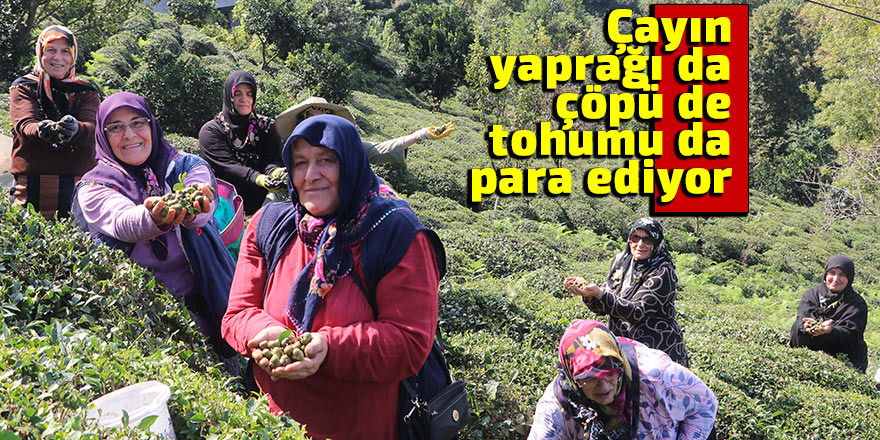 Çayın yaprağı da çöpü de tohumu da para ediyor