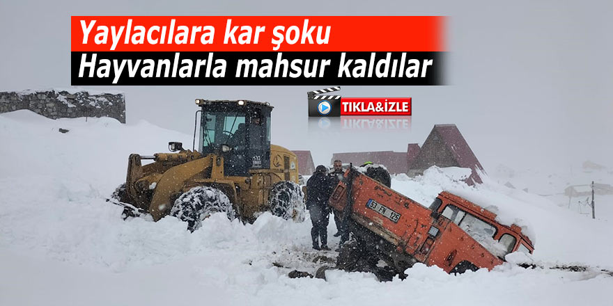 Yaylacılara kar şoku: Hayvanlarla mahsur kaldılar