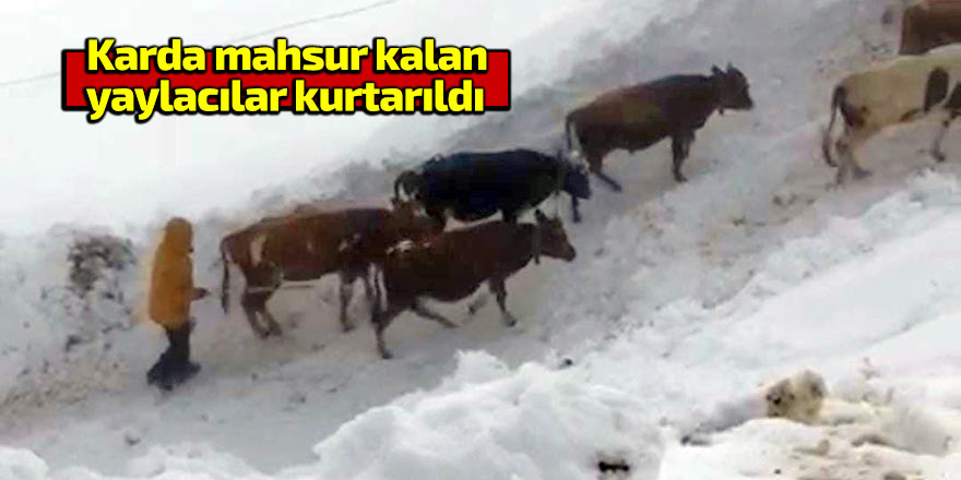 Karda mahsur kalan yaylacılar kurtarıldı