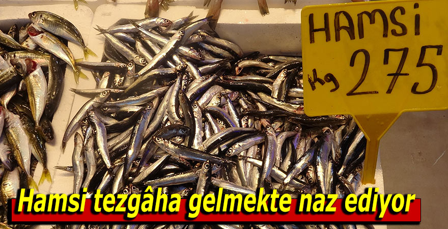 Hamsi tezgâha gelmekte naz ediyor