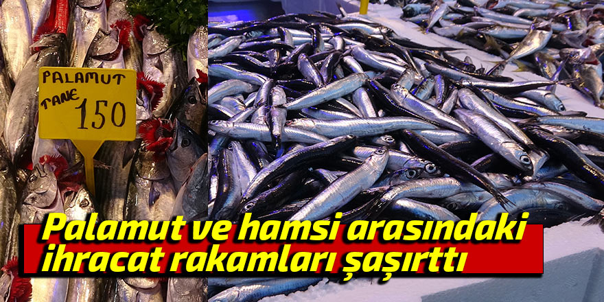 Palamut ve hamsi arasındaki ihracat rakamları şaşırttı