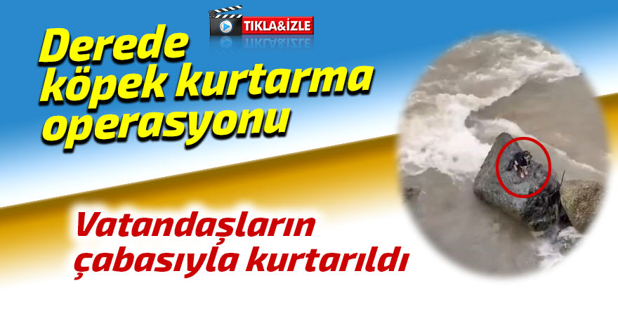 Derede köpek kurtarma operasyonu