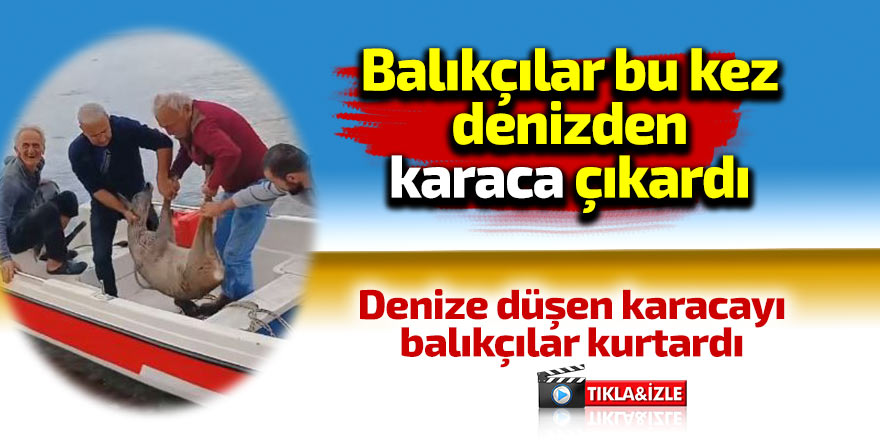 Balıkçılar bu kez denizden karaca yakaladı