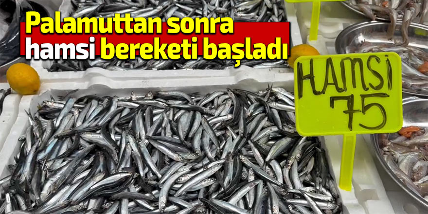 Palamuttan sonra hamsi bereketi başladı