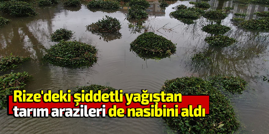 Rize'deki şiddetli yağıştan tarım arazileri de nasibini aldı