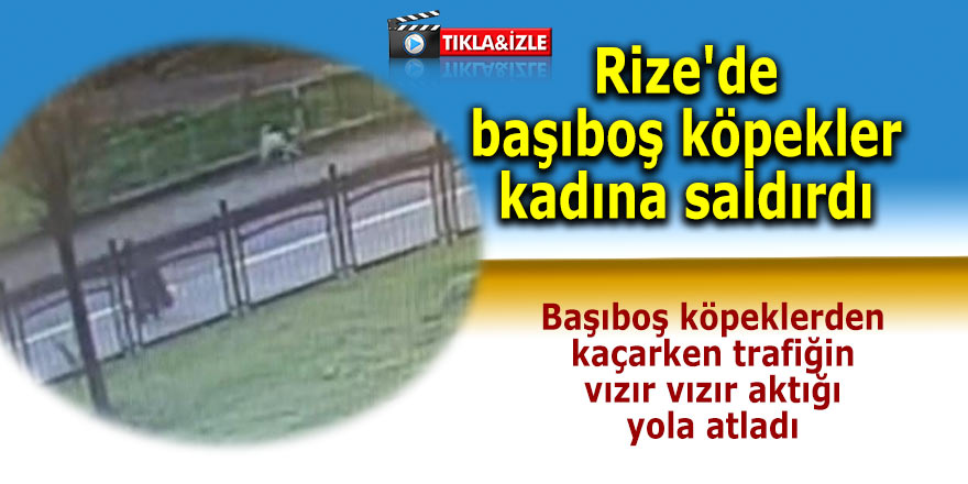 Rize'de başıboş köpekler kadına saldırdı