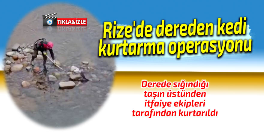 Rize'de dereden kedi kurtarma operasyonu