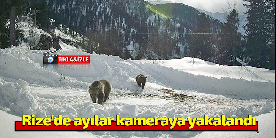 Rize'de ayılar kameraya yakalandı