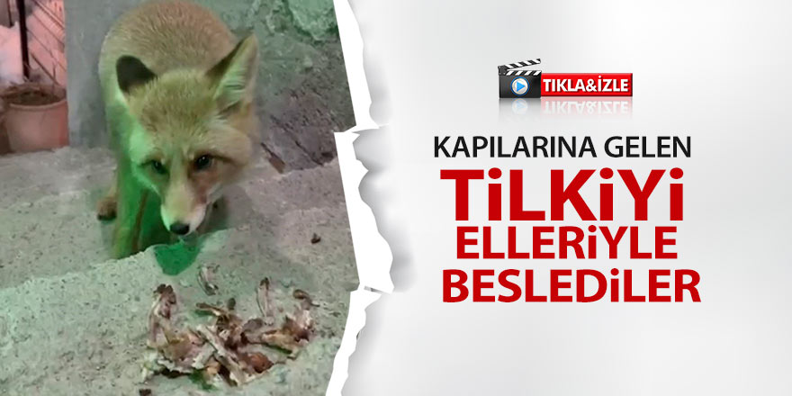  Kapılarına gelen tilkiyi elleriyle beslediler