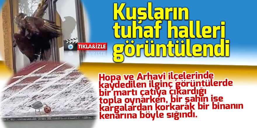 Kuşların tuhaf halleri görüntülendi