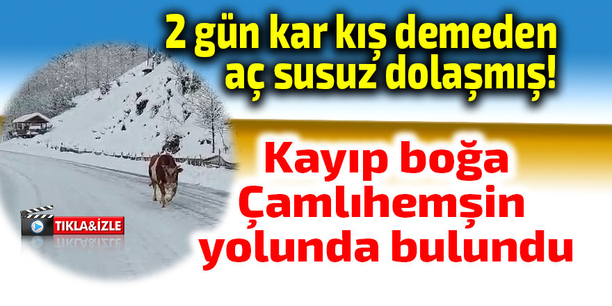 Kayıp boğa Çamlıhemşin yolunda bulundu