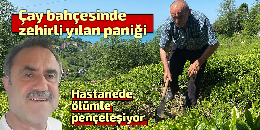 Çay bahçesinde zehirli yılan korkusu