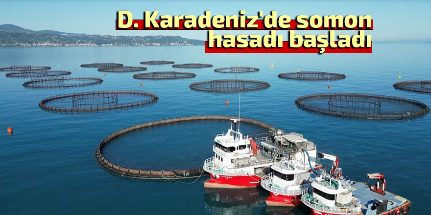 Doğu Karadeniz'de somon hasadı başladı