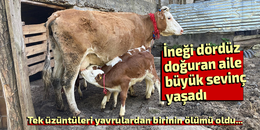 İneği dördüz doğuran aile büyük sevinç yaşadı
