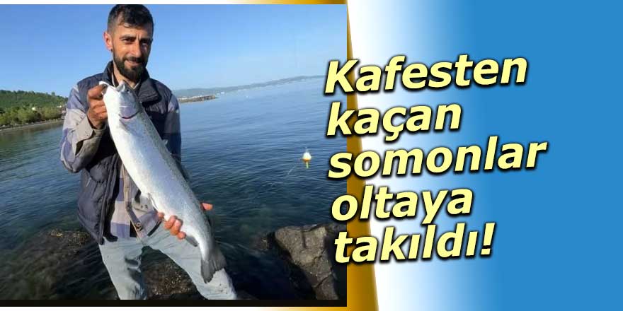 Kafesten kaçan somonlar oltaya takıldı!