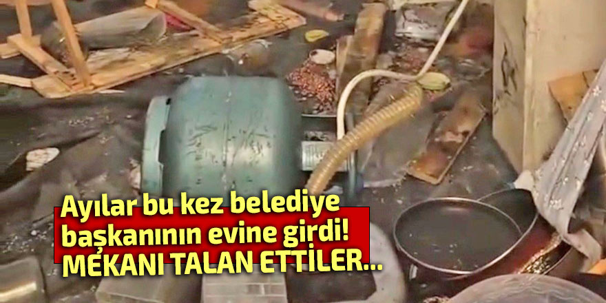 Ayılar bu kez belediye başkanının evine girdi!