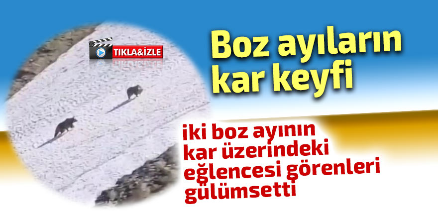 Boz ayıların kar keyfi