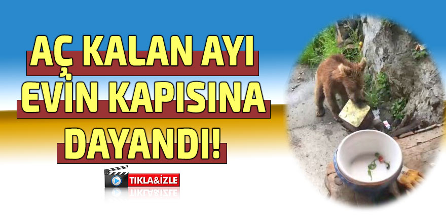 Ayı paniği: Evin kapısına kadar geldi
