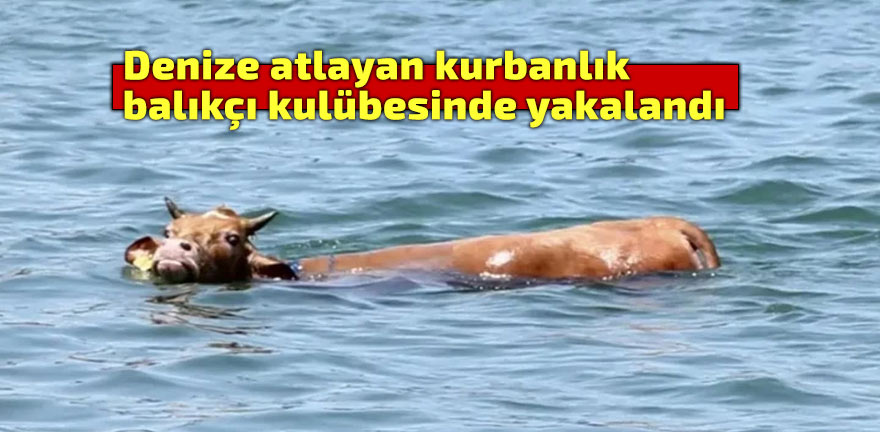 Denize atlayan kurbanlık, balıkçı kulübesinde yakalandı