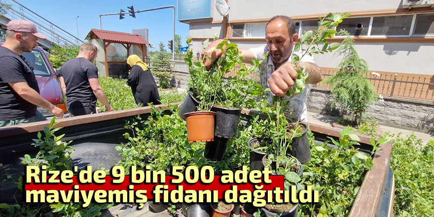 Rize'de 9 bin 500 maviyemiş fidanı üreticilere dağıtıldı