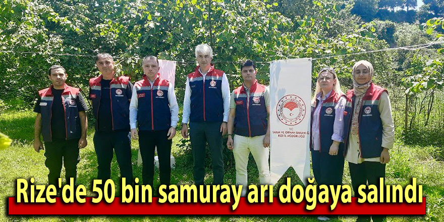 Rize'de 50 bin samuray arı doğaya salındı