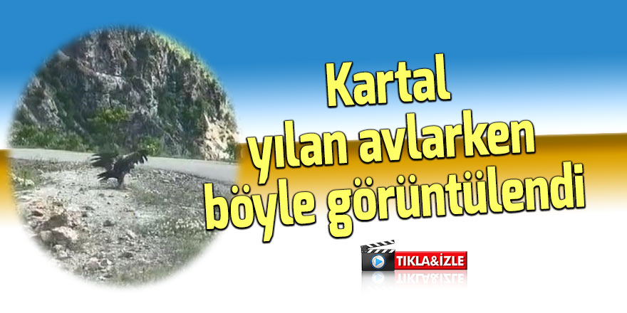 Kartal yılan avlarken görüntülendi