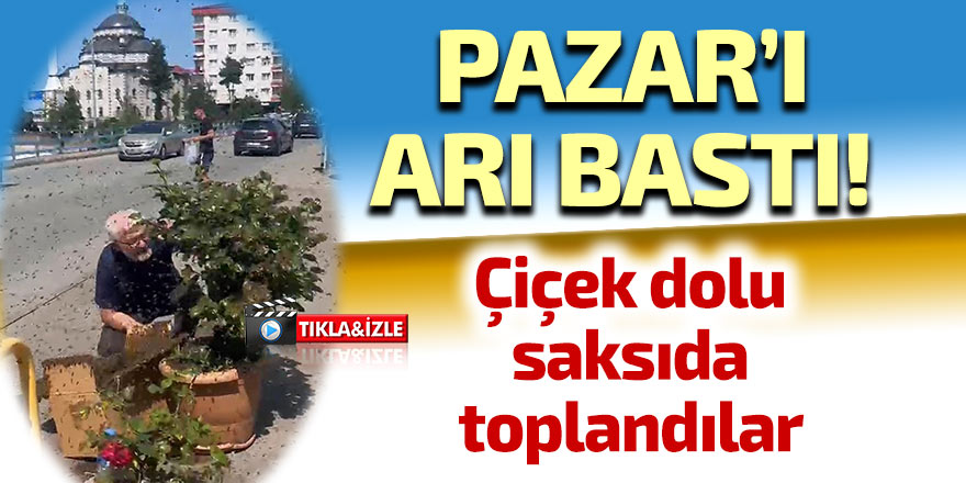 Pazar'da arıların çiçek seferi
