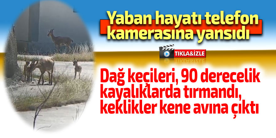 Yaban hayatı cep telefonu kamerasına yansıdı