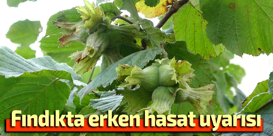 Fındıkta erken hasat uyarısı
