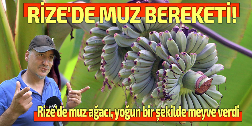 RİZE'DE MUZ BEREKETİ!