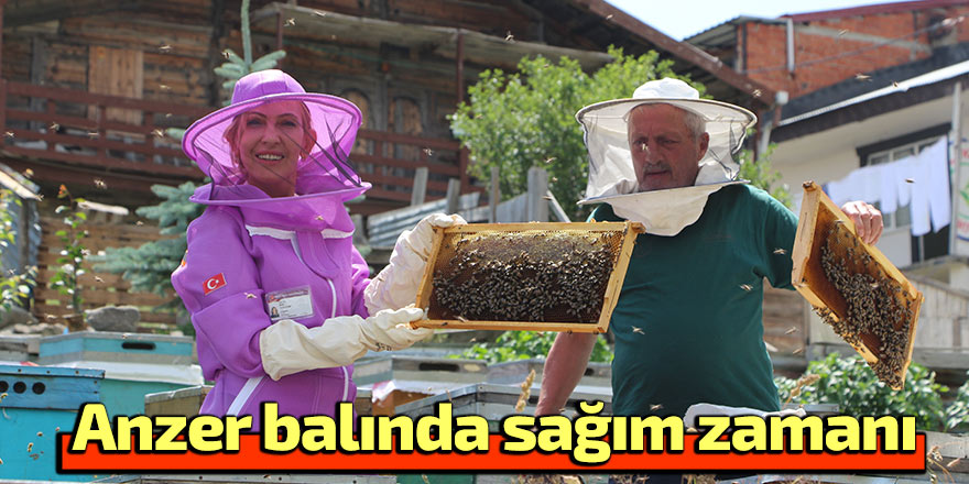 Anzer balında sağım zamanı