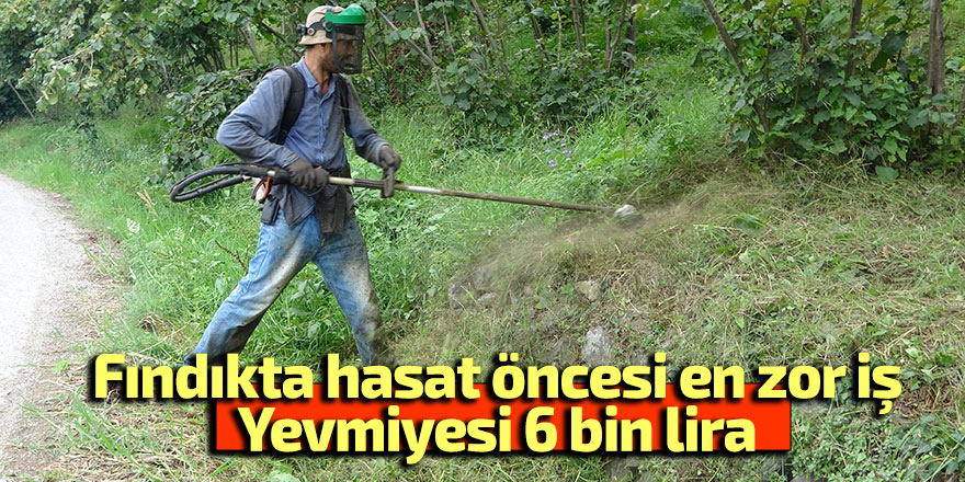 Fındıkta hasat öncesi en zor iş: Yevmiyesi 6 bin lira
