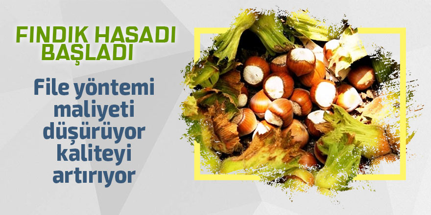 Fındık hasadı başladı: File yöntemi maliyeti düşürüyor, kaliteyi artırıyor