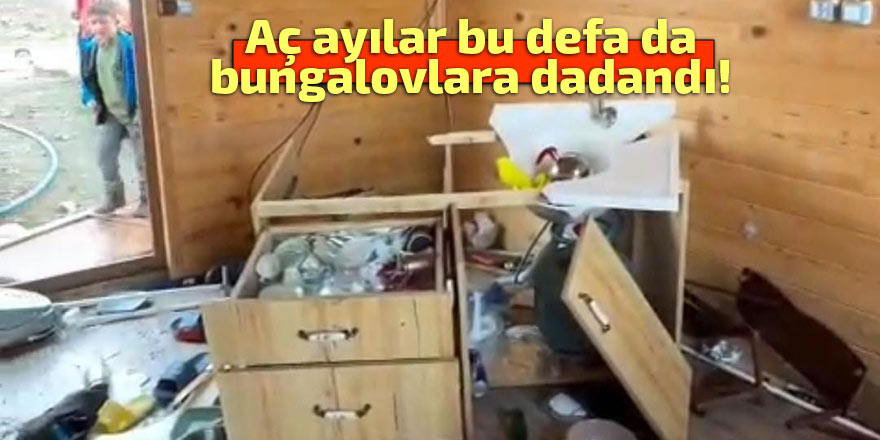 Aç ayılar bungalovlara dadandı!