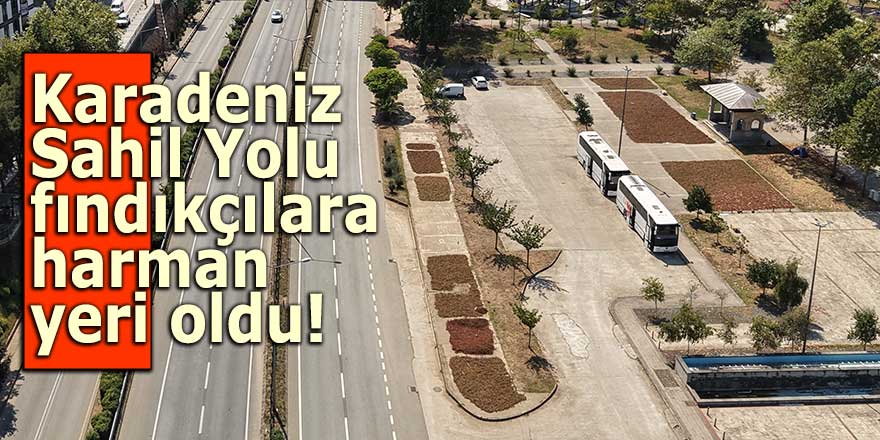 Karadeniz Sahil Yolu fındıkçılar için harman yeri oldu!