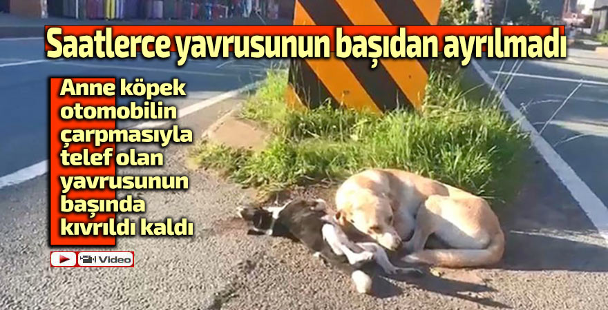 Saatlerce yavrusunun yanından ayrılmadı