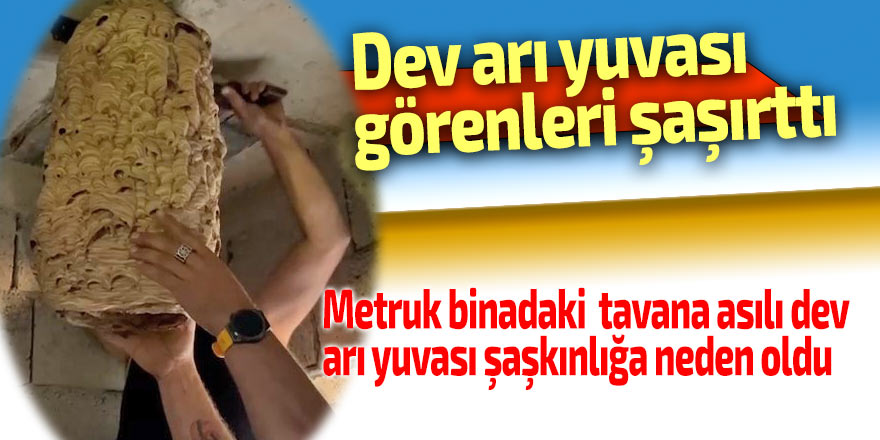 Dev arı yuvası görenleri şaşırttı