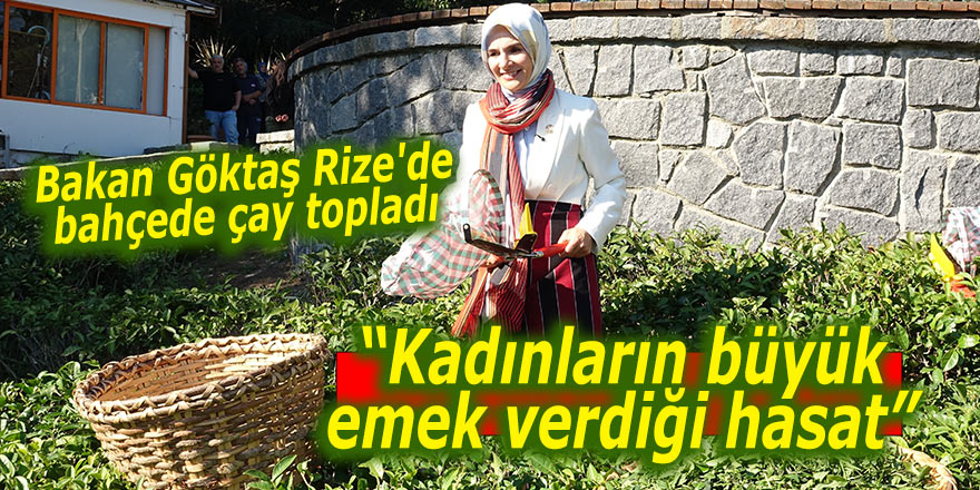 Bakan Göktaş Rize'de çay topladı