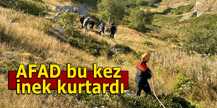 AFAD bu kez inek kurtardı