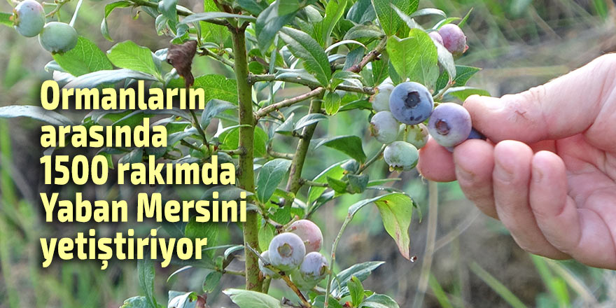 1500 rakımda Ormanların arasında Yaban Mersini yetiştiriyor