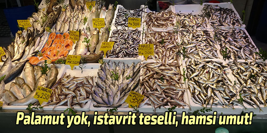 Palamut yok, istavrit teselli, hamsi umut!