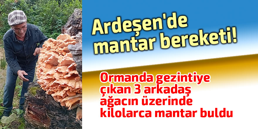 Ardeşen'de mantar bereketi!