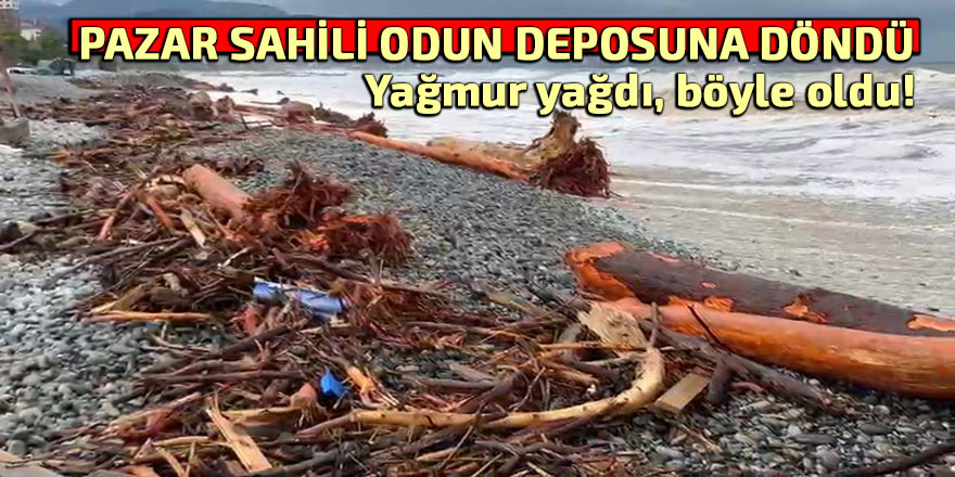 PAZAR SAHİLİ ODUN DEPOSU OLDU!